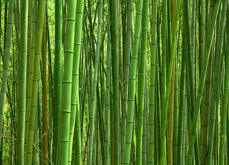 Bumboo-Science-1-Bamboo