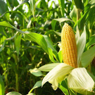 Bumboo-Science-3-Stretch-b